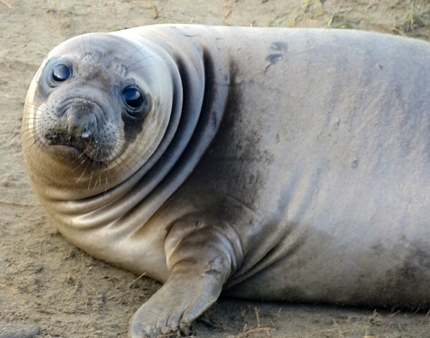 California Sea Lion