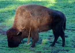 Golden Gate Park Bison on SF Private Tour