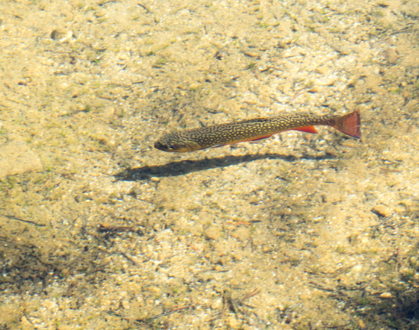 Yosemite Trout