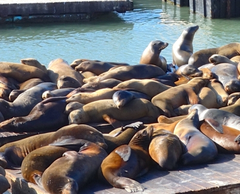 San Francisco Sea Lions on Offsite