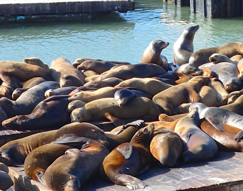 San Francisco Sea Lions on Offsite