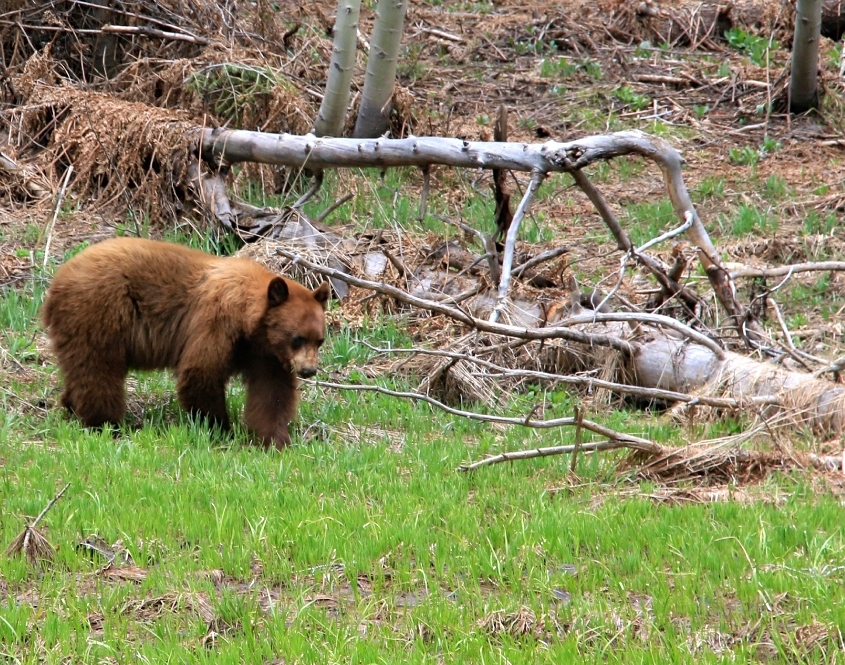 Black Bear in Yosemite