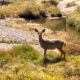 Yosemite Offsite Bambi