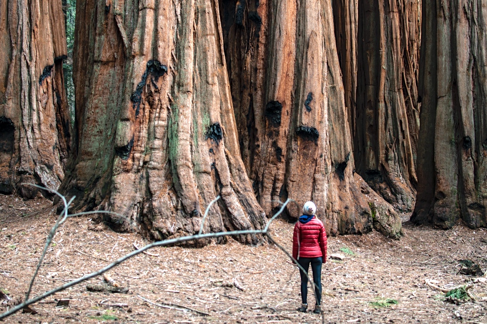 California redwoods