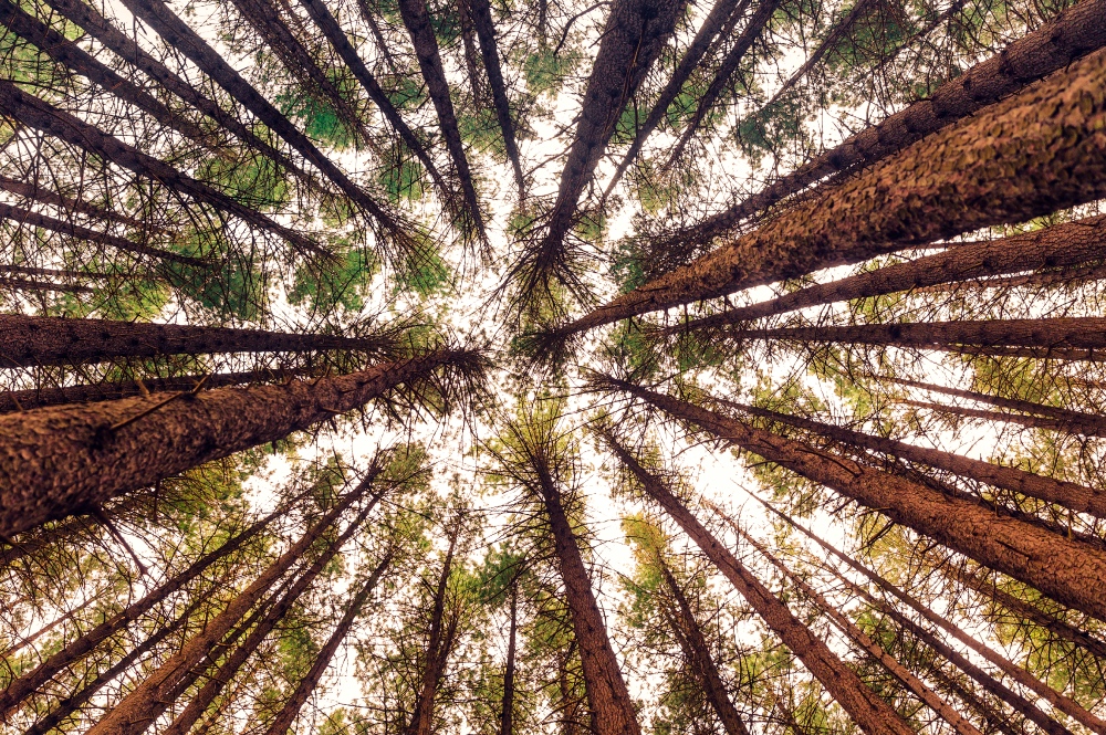 Yosemite treetops