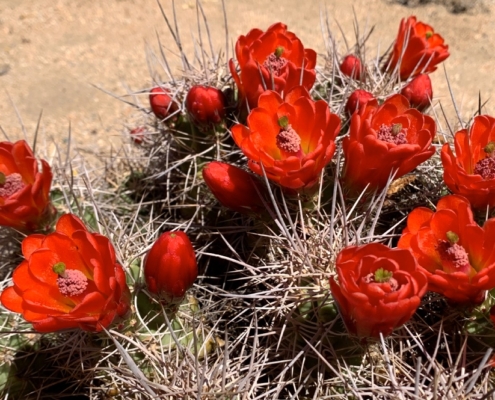 Joshua Tree Desert Flowers