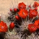 Joshua Tree Desert Flowers