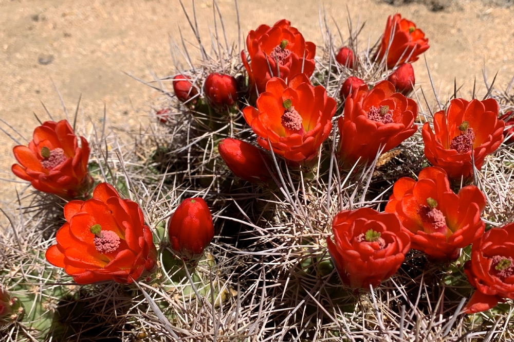 Joshua Tree NP Corporate Retreat Roses