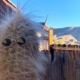 Pioneertown Cactus in Sunglasses