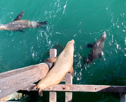 Santa Cruz Sea Lions