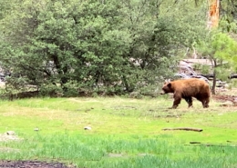 Yosemite bear on corporate offsite