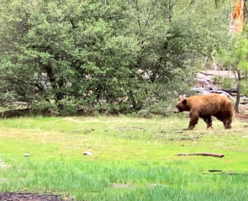 Yosemite bear on corporate offsite