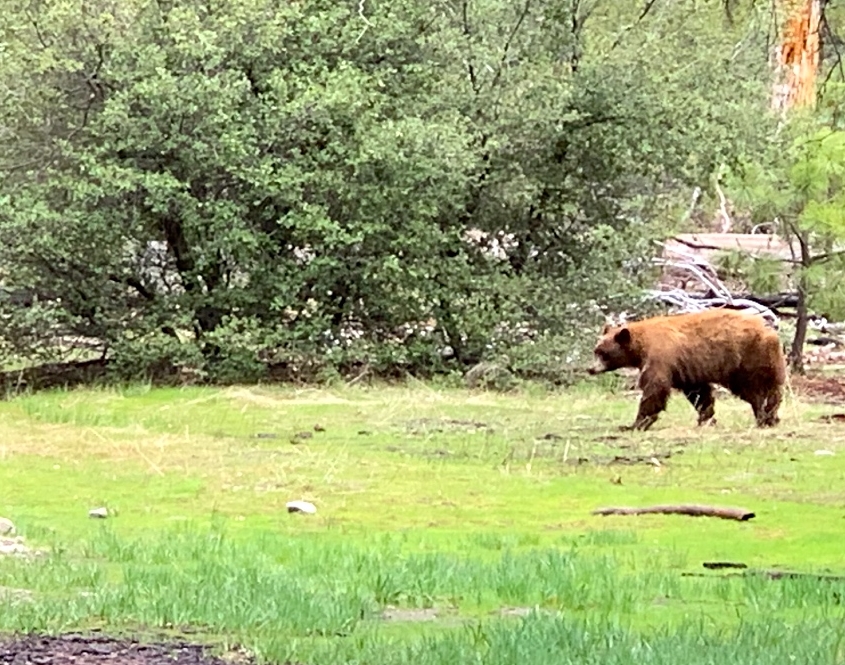 Yosemite bear on corporate offsite