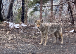 Yosemite Coyote