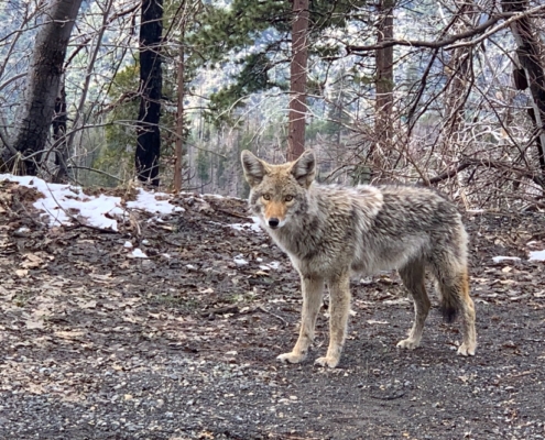 Yosemite Coyote