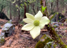 Pacific Dogwood Flower