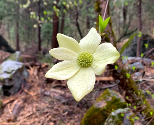 Pacific Dogwood Flower