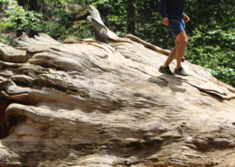 Yosemite Big Trees Hike