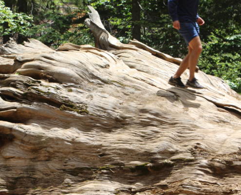 Yosemite Big Trees Hike