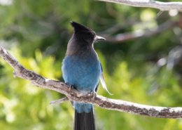 Yosemite Birding