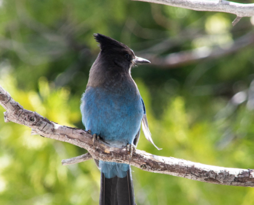 Yosemite Birding