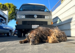 Pets are welcome on our VW tours