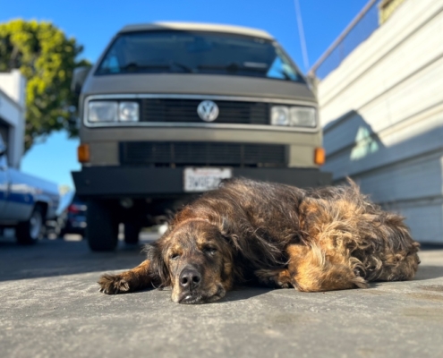 Pets are welcome on our VW tours