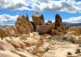 Joshua Tree Formations on Corporate Offsite