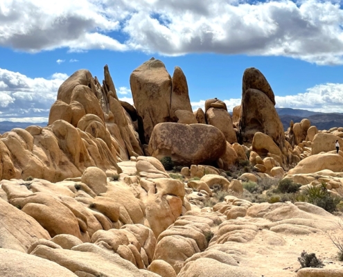 Joshua Tree Formations on Corporate Offsite