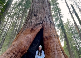 Big Trees on Private California Tour