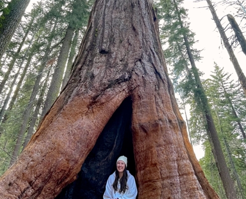 Big Trees on Private California Tour